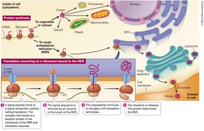 Destinations for newly translated polypeptides in a eukaryotic cell