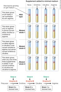 One gene, one enzyme experiment with Neurospora