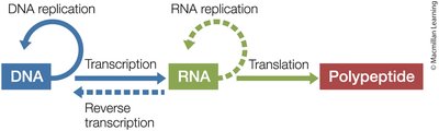 Central dogma of molecular biology