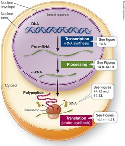 From gene to protein: transcription and translation