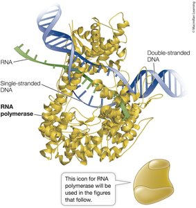 RNA polymerase interacting with DNA
