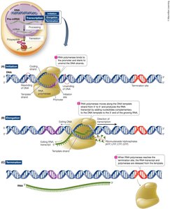DNA transcription steps