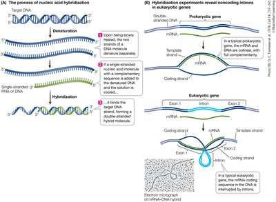 Nucleic acid hybridization and introns