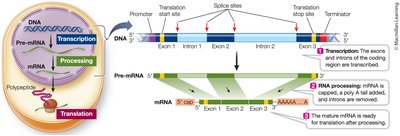 Transcription of a eukaryotic gene