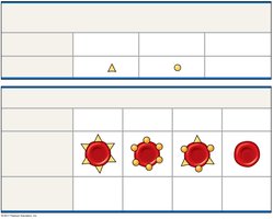 Table showing ABO blood group alleles and phenotypes