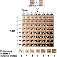 Diagram showing polygenic inheritance for skin color