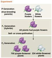 Summary of Mendel's experiment showing P, F1, and F2 generations