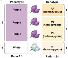 Table showing phenotype and genotype ratios for flower color