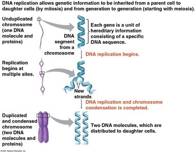 Diagram showing DNA replication and chromosome condensation