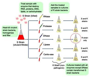 Avery, MacLeod, and McCarty experiment