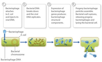 Bacteriophage life cycle diagram