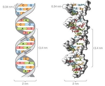 DNA double helix structure