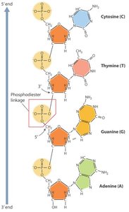 Phosphodiester linkage in DNA