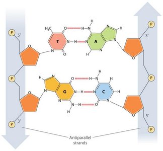 Base pairing and antiparallel strands