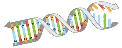 DNA double helix schematic