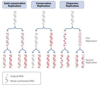 Models of DNA replication