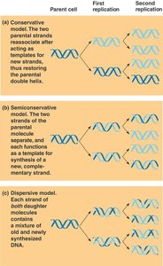 Diagram comparing replication models