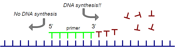 Primer and DNA synthesis directionality