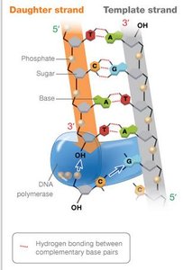 DNA polymerase at replication fork