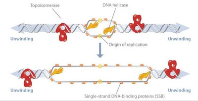 Replication fork and associated proteins