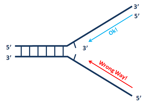 Leading and lagging strand synthesis at replication fork