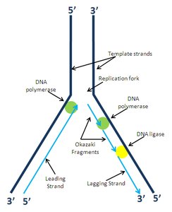 Replication fork with Okazaki fragments
