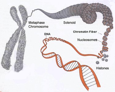 Diagram of DNA packaging into chromosomes