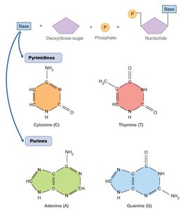 Nucleotide structure and base pairing