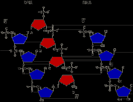 DNA and RNA backbone structure