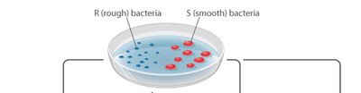 Griffith's experiment: R and S bacteria