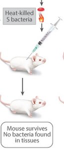 Heat-killed S bacteria injected into mouse