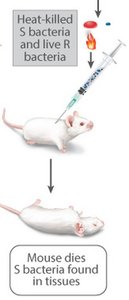 Heat-killed S and live R bacteria injected into mouse