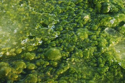 Green algae in a natural environment