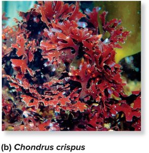 Red alga Chondrus crispus