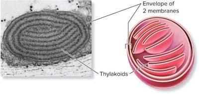 Structure of a primary plastid with two membranes and thylakoids