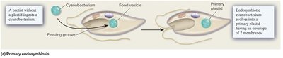 Diagram of primary endosymbiosis