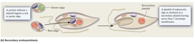 Diagram of secondary endosymbiosis