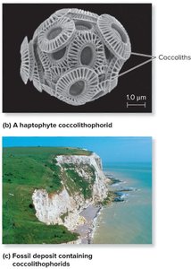 Coccolithophorid and fossil chalk deposit