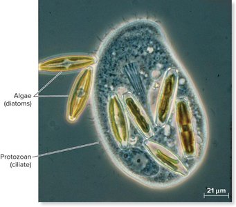 Protozoan ciliate with ingested diatoms (algae)