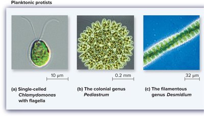 Examples of attached protists: Cladophora and Acetabularia