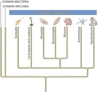 Eukaryotic supergroups phylogenetic tree