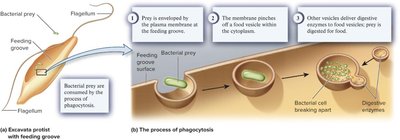 Excavata feeding groove and phagocytosis process