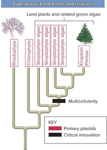 Phylogenetic tree of land plants and related green algae