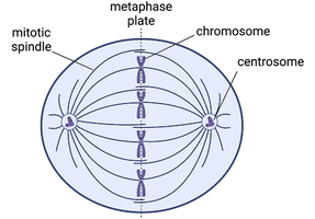 Diagram of the mitotic spindle at metaphase