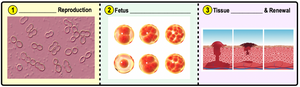 Key roles of cell division: reproduction, development, tissue renewal