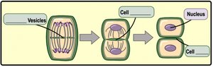 Diagram of cytokinesis in plant cells