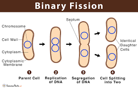 Diagram of binary fission in prokaryotes
