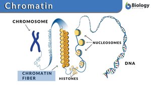 Structure of chromatin: DNA, nucleosomes, chromatin fiber, chromosome