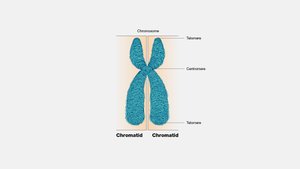 Diagram of a duplicated chromosome with chromatids and centromere labeled