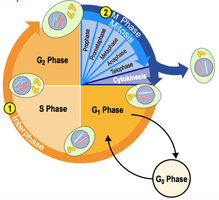 Diagram of the cell cycle showing G1, S, G2, M, and G0 phases